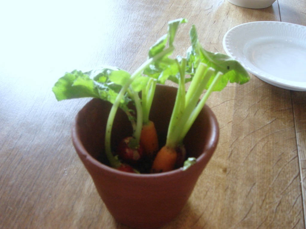 'Pot plant'