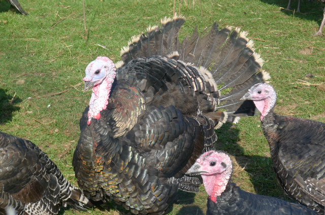 A proud turkey