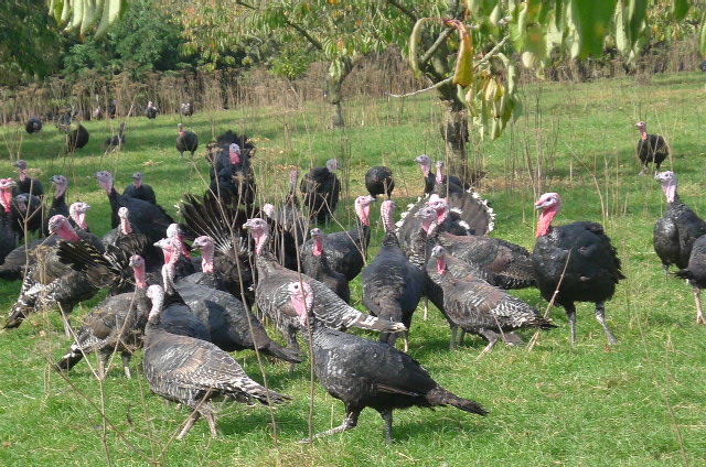 Copas Turkey Farm